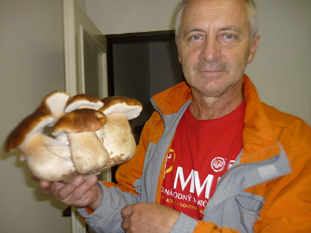 hríb smrekový Boletus edulis Bull.