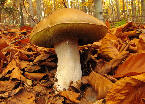 hríb smrekový Boletus edulis Bull.