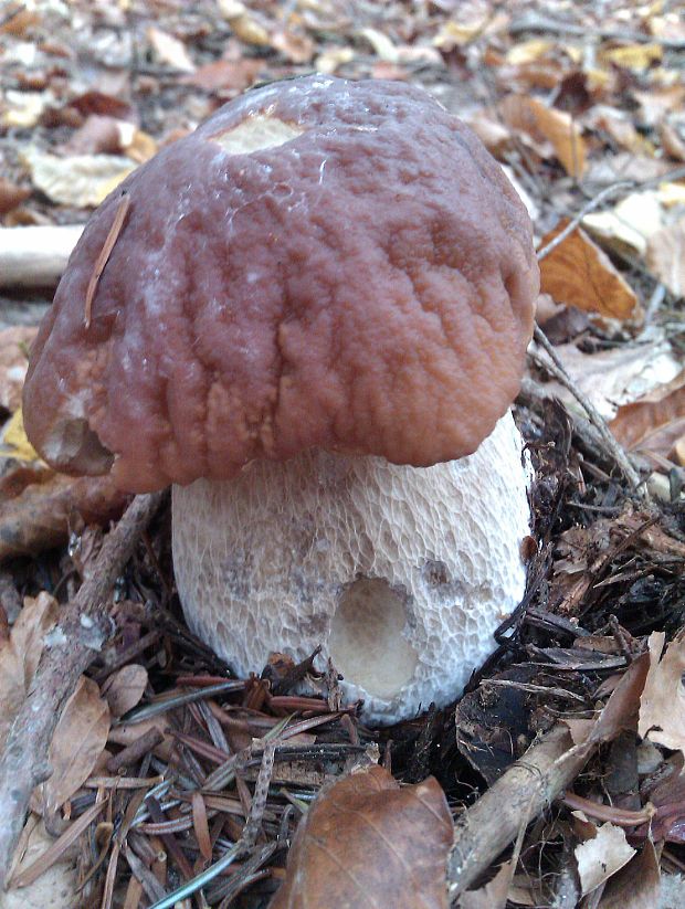 hríb smrekový Boletus edulis Bull.