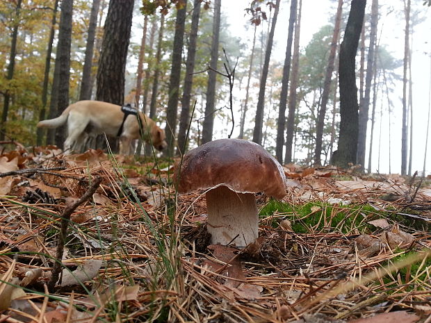 hríb smrekový Boletus edulis Bull.