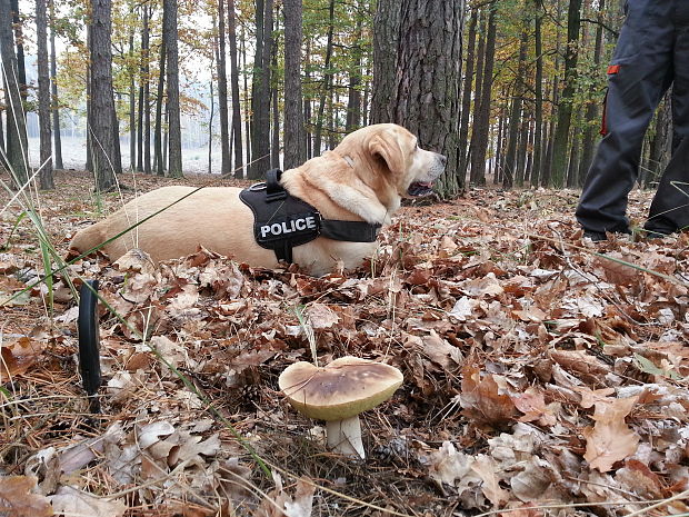 hríb smrekový Boletus edulis Bull.