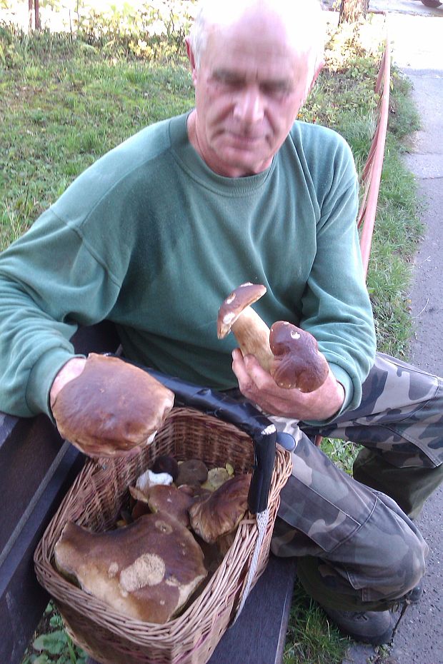 hríb smrekový Boletus edulis Bull.