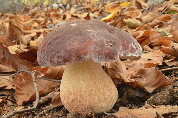 hríb sosnový Boletus pinophilus Pil. et Dermek in Pil.