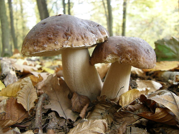 hríb dubový Boletus reticulatus Schaeff.