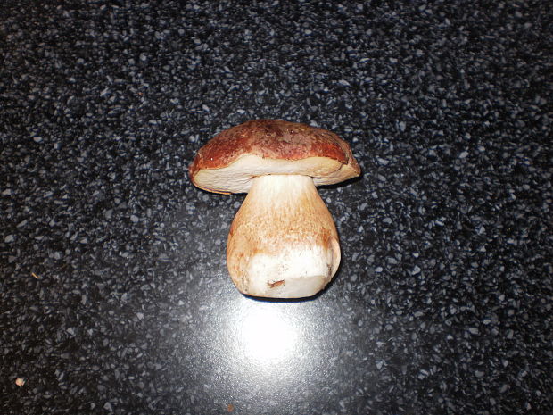 hríb hnedofialový ? Boletus separans? Peck