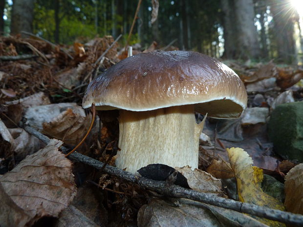 hríb  Boletus sp.