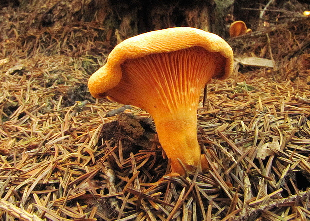 kuriatko jedlé Cantharellus cibarius Fr.