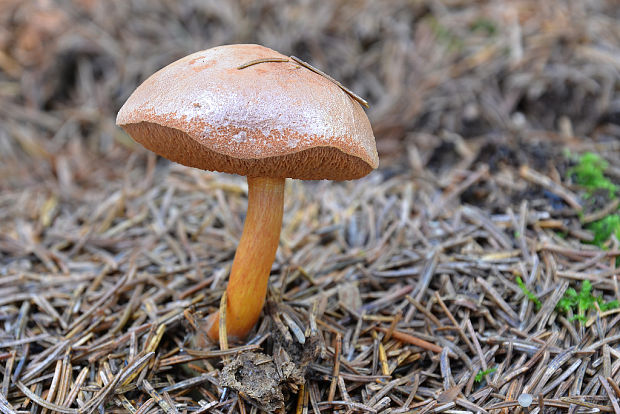 meďovec korenistý Chalciporus piperatus (Bull.) Bataille