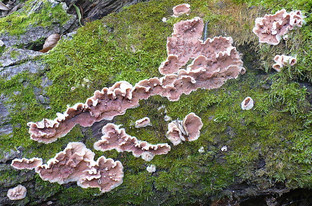 pevníkovec purpurový Chondrostereum purpureum (Pers.) Pouzar