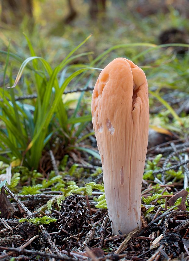 kyjak useknutý Clavariadelphus truncatus Donk