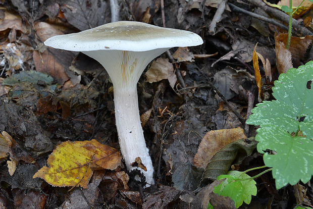 strmuľka inovaťová Clitocybe nebularis (Batsch) P. Kumm.