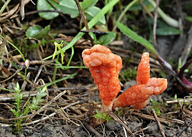 žezlovka hmyzová Cordyceps militaris (Fr.) Link