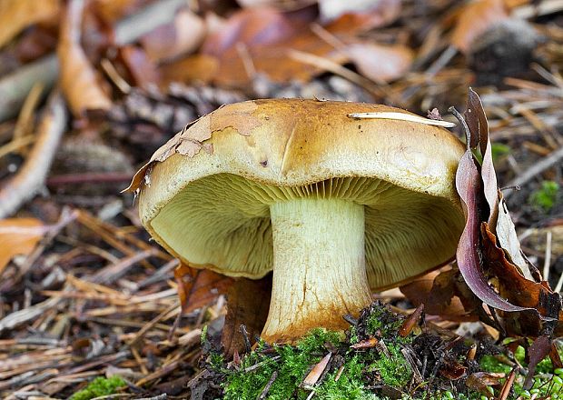 pavučinovec citrónovožltý Cortinarius cf.citrinus J.E. Lange ex P.D. Orton