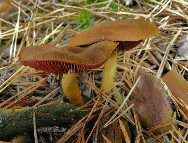 pavučinovec krvavolupeňový Cortinarius semisanguineus (Fr.) Gillet