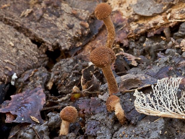 flamulaster zrnitý Flammulaster granulosus (J.E. Lange) Watling