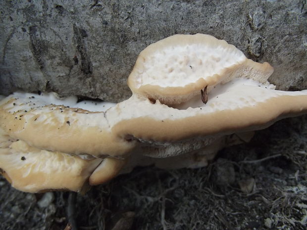 lesklokôrovka živicovitá? Ganoderma resinaceum Boud.