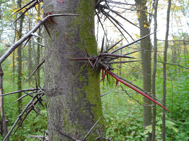 gledíčia trojtŕňová Gleditschia triacanthos L.