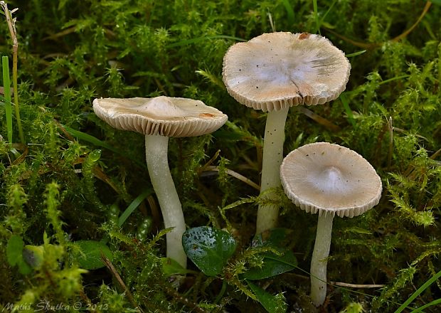 vláknica Inocybe sp.