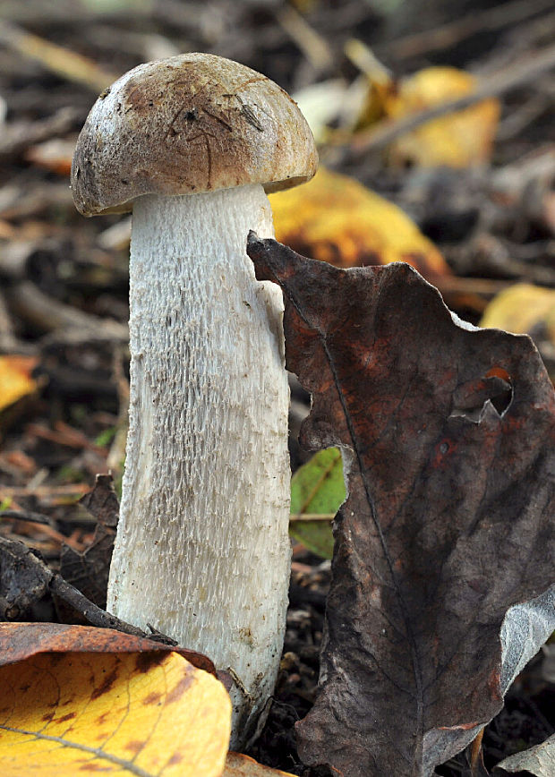 kozák Leccinum cyaneobasileucum Lannoy & Estadès