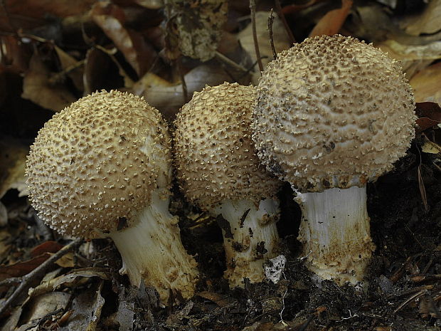 bedlička Lepiota sp.