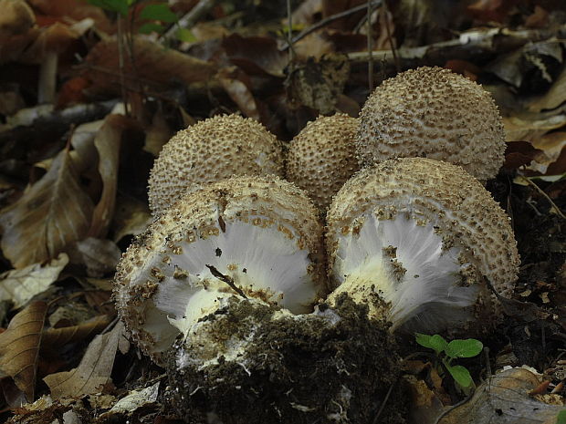 bedlička Lepiota sp.