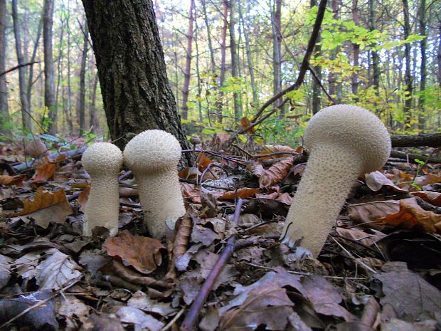 rozpadavec stopkatý  Lycoperdon excipuliforme (Scop.) Pers.