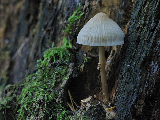 prilbička ružovolupeňová  Mycena galericulata  Mycena galericulata  (Scop.) Gray