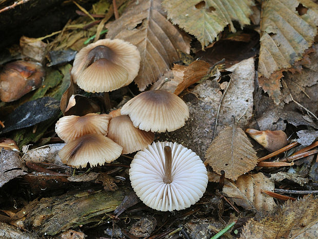 prilbička zefírová Mycena zephirus (Fr.) P. Kumm.