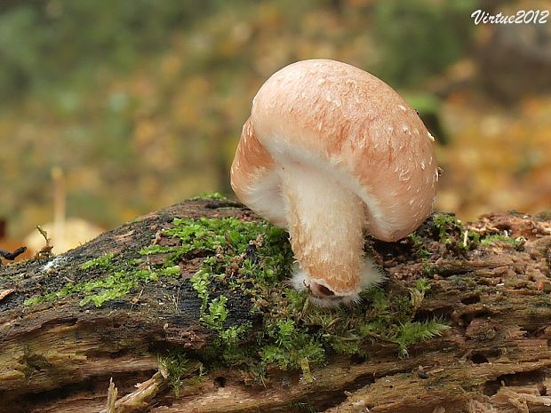 šupinovka Pholiota sp.