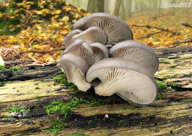 hliva ustricovitá Pleurotus ostreatus (Jacq.) P. Kumm.