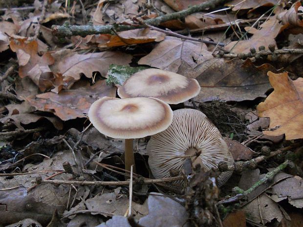 peniazovka maslová Rhodocollybia butyracea (Bull.) Lennox