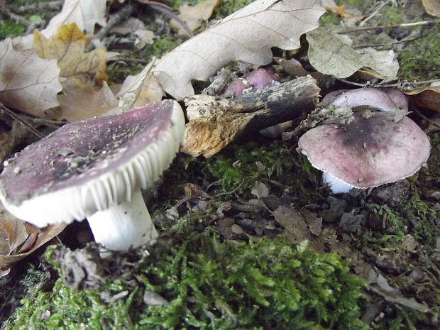 plávka modrastá Russula cyanoxantha (Schaeff.) Fr.