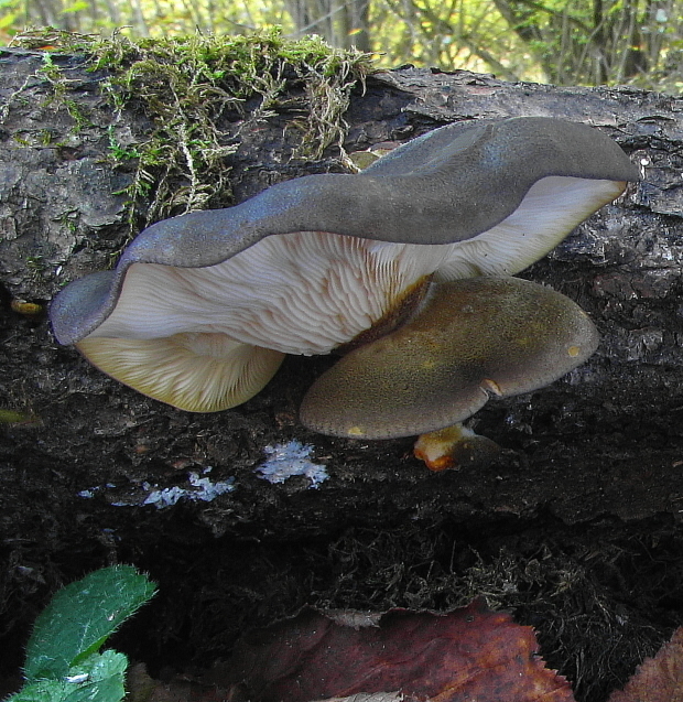 pňovka neskorá Sarcomyxa serotina (Pers.) P. Karst.