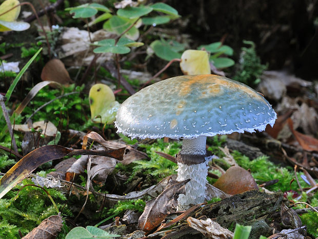 golierovka zelenkastá Stropharia aeruginosa (Curtis) Quél.