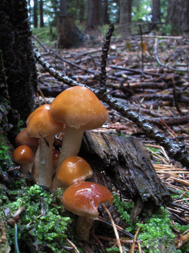 masliak zrnitý Suillus granulatus (L.) Roussel