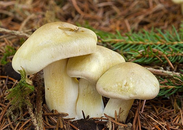 čírovka mydlová Tricholoma saponaceum (Fr.) P. Kumm.