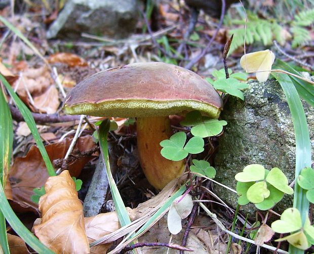 suchohríb žltomäsový Xerocomellus chrysenteron (Bull.) Šutara