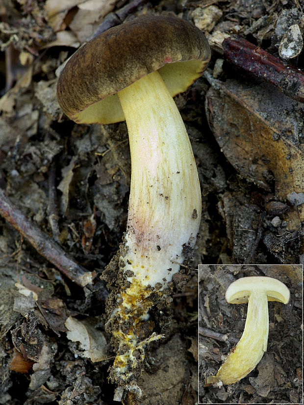 suchohríb zamatový Xerocomellus pruinatus (Fr.) Šutara