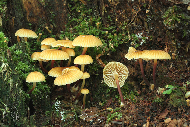 tanečnička zvončekovitá Xeromphalina campanella (Batsch) Maire