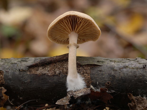 poľnička ? Agrocybe sp.