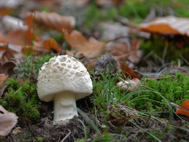 muchotrávka citrónovožltá Amanita citrina Pers.