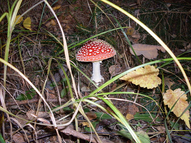 muchotrávka červená Amanita muscaria (L.) Lam.