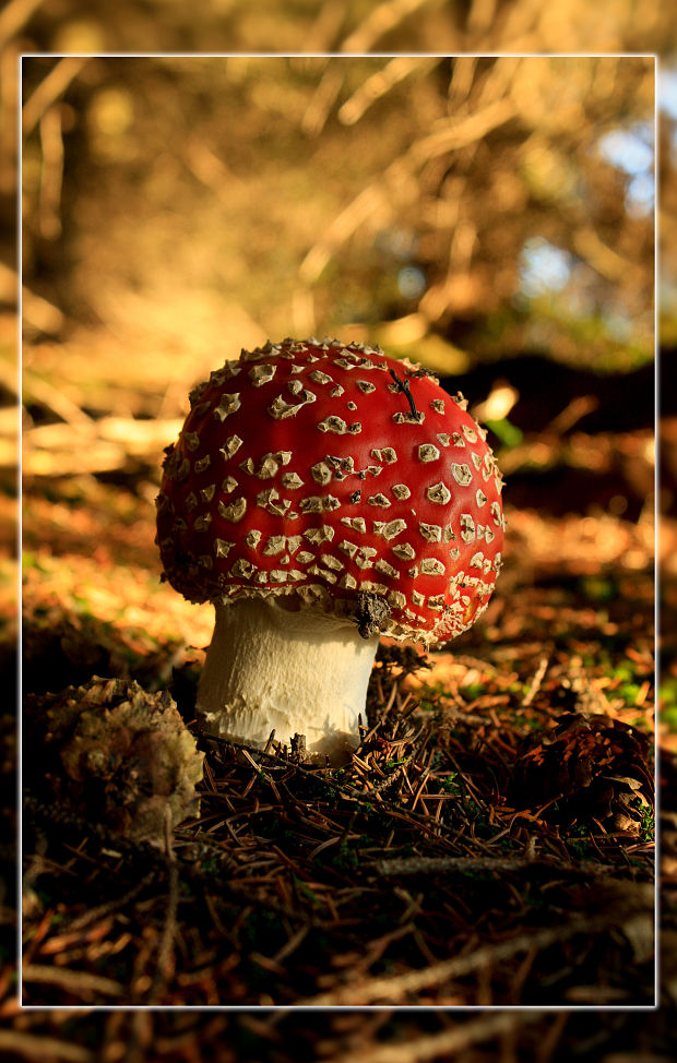 muchotrávka červená Amanita muscaria (L.) Lam.