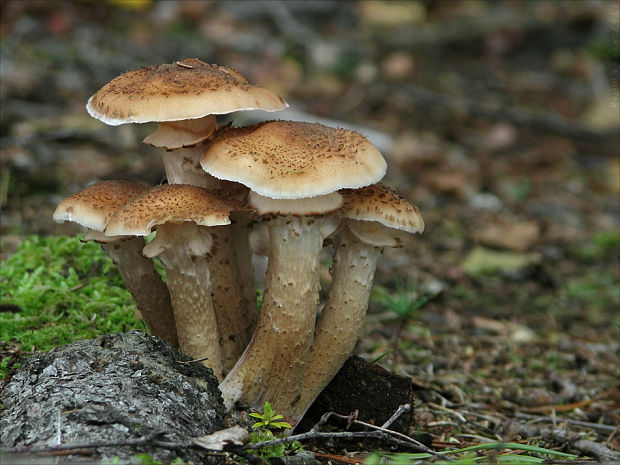 podpňovka tmavá Armillaria ostoyae (Romagn.) Herink