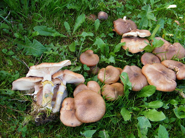 podpňovka Armillaria sp.