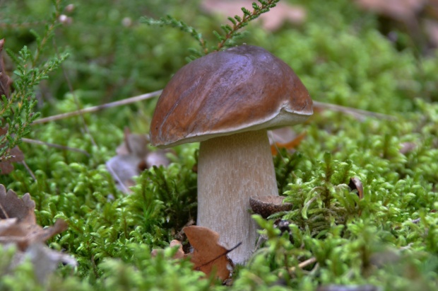 hríb smrekový Boletus edulis Bull.