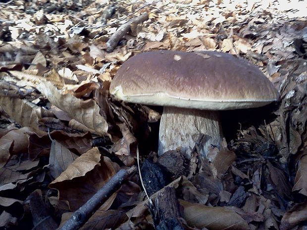 hríb smrekový Boletus edulis Bull.