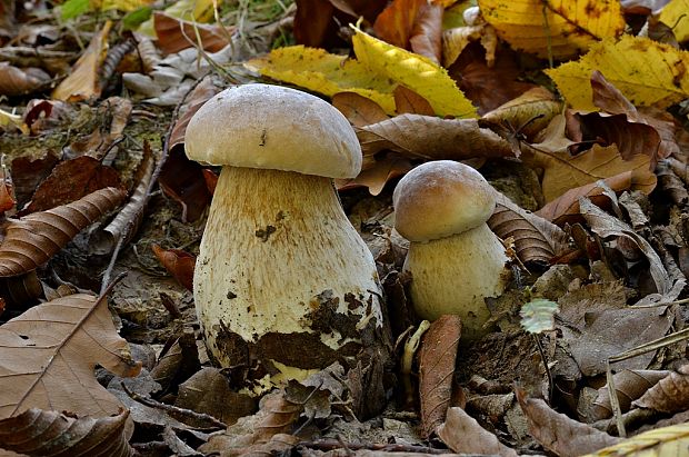 hríb smrekový Boletus edulis Bull.