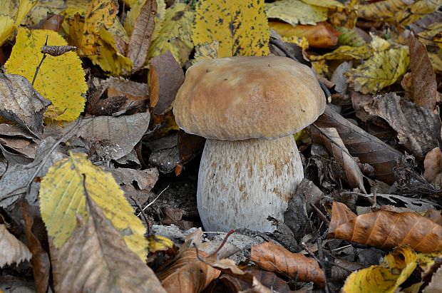 hríb smrekový Boletus edulis Bull.