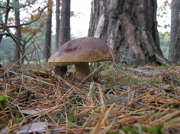 hríb smrekový Boletus edulis Bull.